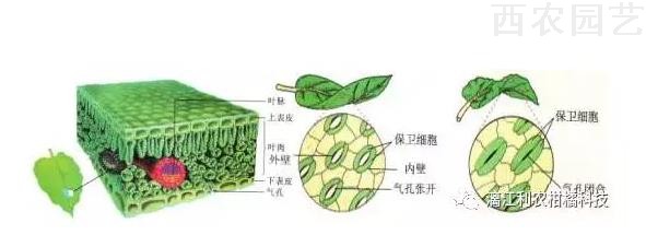 叶片简单来说由上下表皮,细胞,内外壁组成,溃疡主要通过伤口,气孔